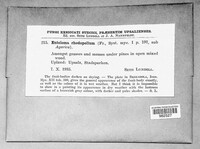 Entoloma rhodopolium image